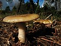 Cacaforra dourada (Amanita gemmata)