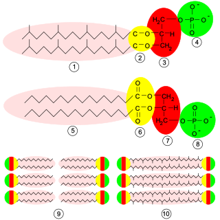 <span class="mw-page-title-main">Glycerophospholipid</span> Class of lipids