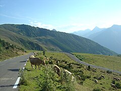 Bovins dans le dernier km de l'ascension