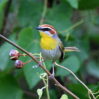 Rufous-capped warbler Species of bird