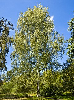 Birch Genus of flowering plants in the family Betulaceae