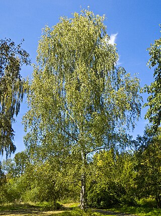 <span class="mw-page-title-main">Birch</span> Genus of flowering plants in the family Betulaceae