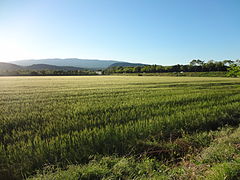 Champ de blé dans la plaine de la Durance.