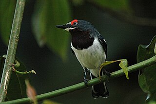 <span class="mw-page-title-main">Wattle-eye</span> Family of birds