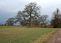 View from Crewe & Nantwich Circular Walk outside Acton