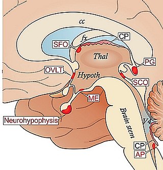 <span class="mw-page-title-main">Circumventricular organs</span> Interfaces between the brain and the circulatory system