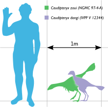 Size comparison of Caudipteryx species to a human Caudipteryx Scale.svg