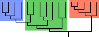 <span class="mw-page-title-main">Paraphyly</span> Type of taxonomic group