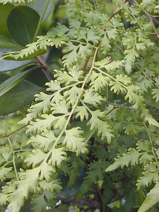 <span class="mw-page-title-main">Schizaeales</span> Order of ferns