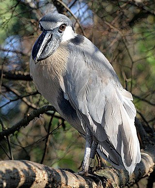 <span class="mw-page-title-main">Boat-billed heron</span> Species of bird