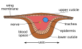 Image 32Cross-section of wing vein (from Insect morphology)