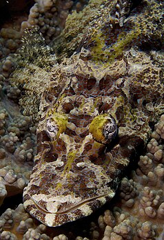 Un poisson-crocodile de Beaufort (Cymbacephalus beauforti). (définition réelle 1 503 × 2 200)