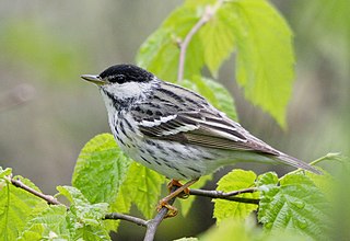 <span class="mw-page-title-main">Blackpoll warbler</span> Species of bird