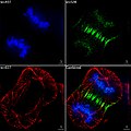 Dividing cell fluorescence