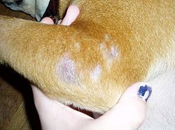 A dog with skin irritation and hair loss on its leg caused by demodectic mange Dogmangeeee.jpg