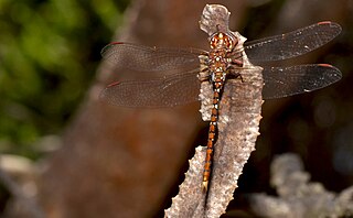 <i>Archaeosynthemis occidentalis</i> Species of dragonfly