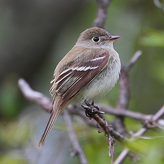 <span class="mw-page-title-main">Least flycatcher</span> Species of bird