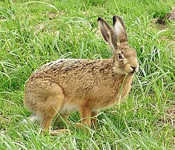 N Hoase (Lepus europaeus) ap Schiermönkooge