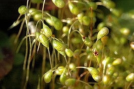 Funaria hygrometrica