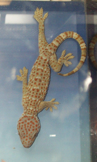 <i>Gekko</i> Genus of lizards