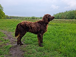 Duitse staande hond