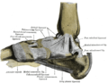 bildo 354 de la libro Gray's Anatomy: ligamentoj ĉe la mediala parto de la piedo