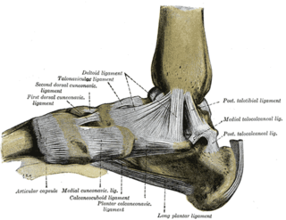 Plantar calcaneonavicular ligament Ligament complex that connects the calcaneus and navicular bones, supporting the medial longitudinal arch of the foot