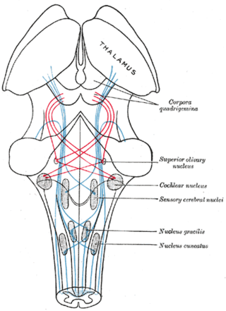 <span class="mw-page-title-main">Superior olivary complex</span> Collection of brainstem nuclei related to hearing