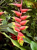 Heliconia rostrata