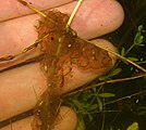 Hyla arborea, hatching spawn (Laubfroschlaich; Schlupf) [D]