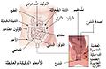 الأمعاء