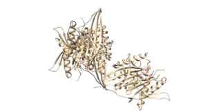 <span class="mw-page-title-main">KIF15</span> Protein-coding gene in the species Homo sapiens