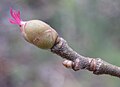 Female flower