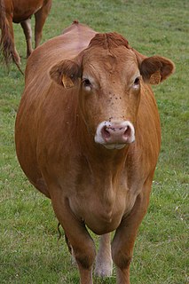 Limousin cattle French breed of cattle