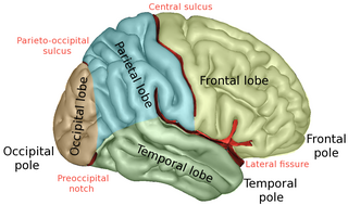 Frontal lobe part of the brain