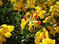 Hornut tyriltunga (Lotus corniculautus)