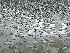 Lugworm casts on Gullmarsviken mudflats, Lysekil