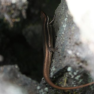 <i>Marisora brachypoda</i> Species of lizard