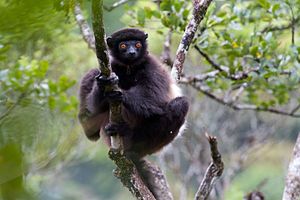 Milne-Edwards' sifaka (Propithecus edwardsi)