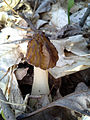 Morchella punctipes