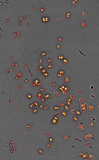 <i>Nannochloropsis</i> and biofuels