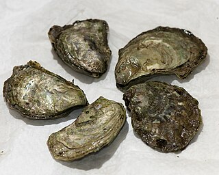 <i>Ostrea lurida</i> Species of bivalve