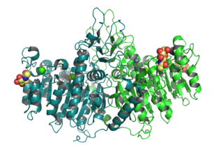 <span class="mw-page-title-main">Alkaline phosphatase, placental type</span> Protein-coding gene in the species Homo sapiens