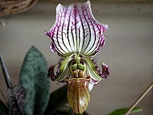 Paphiopedilum fairrieanum Paphiopedilum fairrieanum.jpg