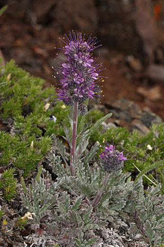 <i>Phacelia sericea</i> Species of plant