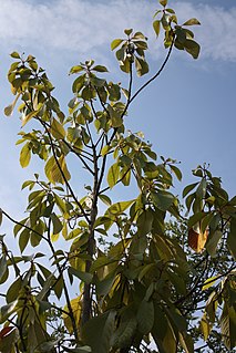 <i>Phoebe</i> (plant) Genus of flowering plants