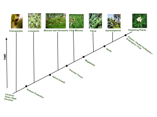 <span class="mw-page-title-main">Plant evolution</span> Subset of evolutionary phenomena that concern plants