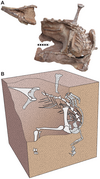 May 24: Original position of fossil remains of the dinosaur Seitaad ruessi.