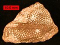 Ang koral na heliolitid Protaraea richmondensis na nagkakrusta ng isang gastropod. Cincinnasiyano(Itaas na Ordovician) ng katimugang silangang Indiana.