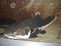 Redtail catfish